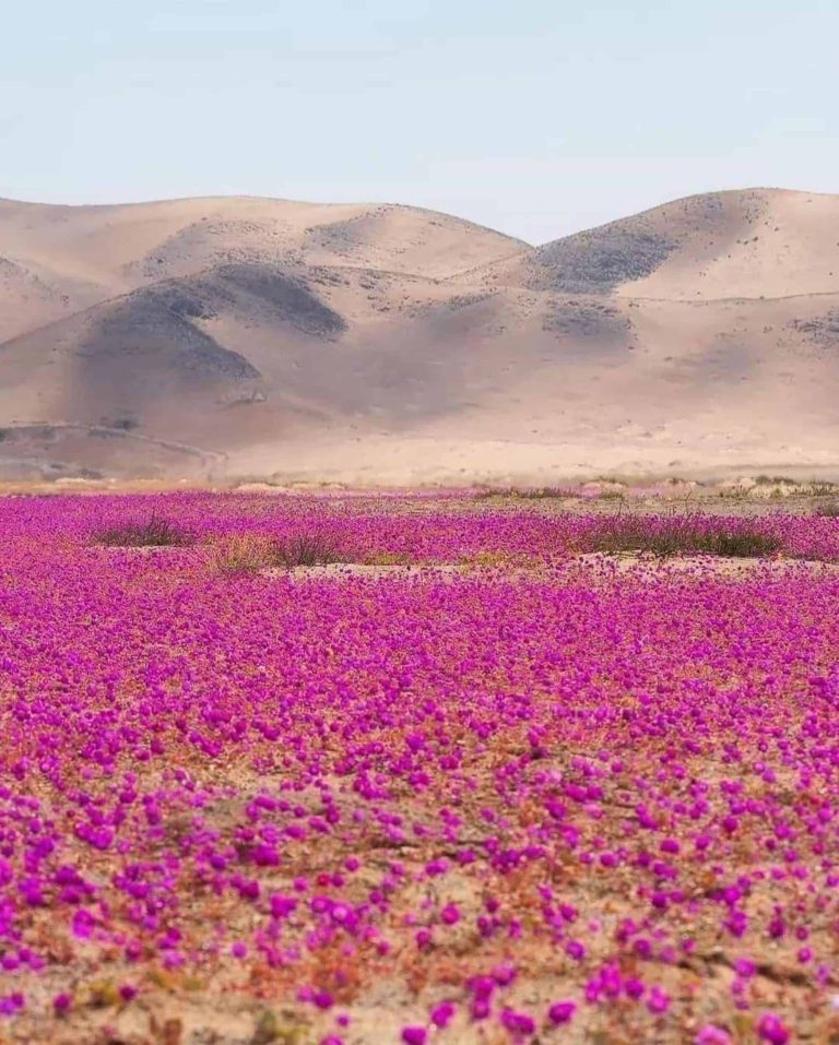 Deserto do Atacama é tomado por flores; entenda o fenômeno