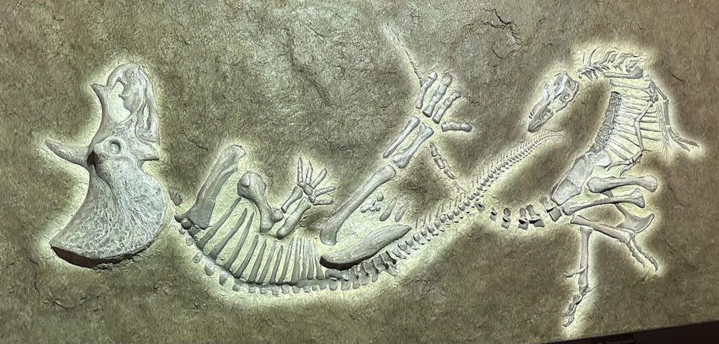 Devemos uma desculpa ao T. Rex: fóssil histórico não é