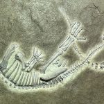 Devemos uma desculpa ao T. Rex: fóssil histórico não é