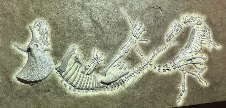 Devemos uma desculpa ao T. Rex: fóssil histórico não é