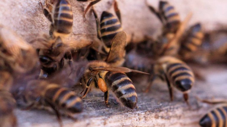 Esses 8 animais reconhecem seus parentes assim como humanos