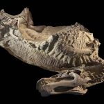 Esses dinossauros foram mumificados naturalmente, revela estudo