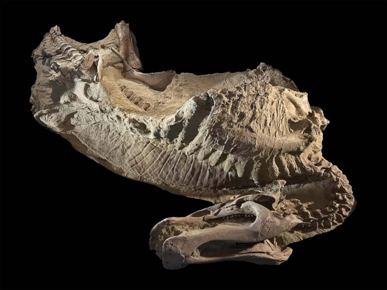 Esses dinossauros foram mumificados naturalmente, revela estudo