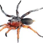 Esta nova espécie de aranha é macho e fêmea ao
