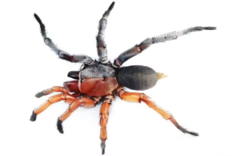 Esta nova espécie de aranha é macho e fêmea ao