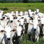 Exportação de carne bovina para os EUA reduz 58%
