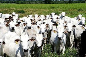 Exportação de carne bovina para os EUA reduz 58%