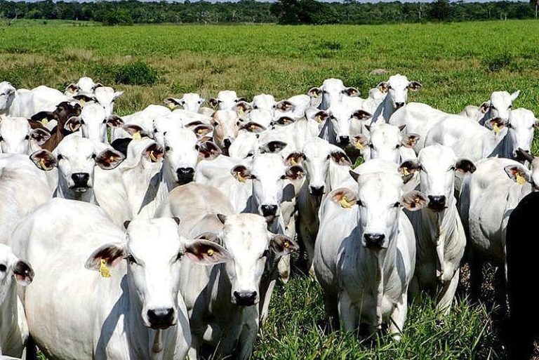 Exportação de carne bovina para os EUA reduz 58%