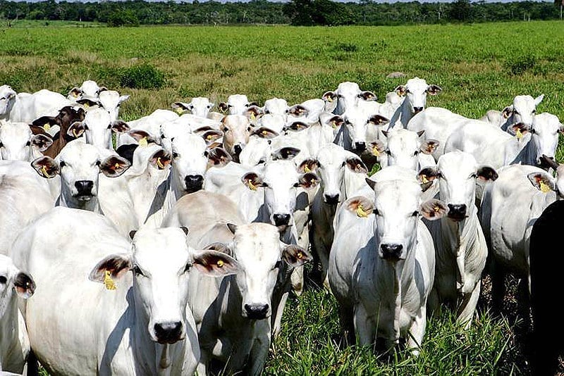 Exportação de carne bovina para os EUA reduz 58%