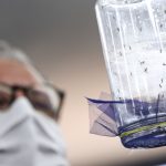 Fábrica de mosquitos oferece tecnologias para redução da dengue