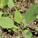Falsa couve: família confunde planta com fumo em Minas Gerais