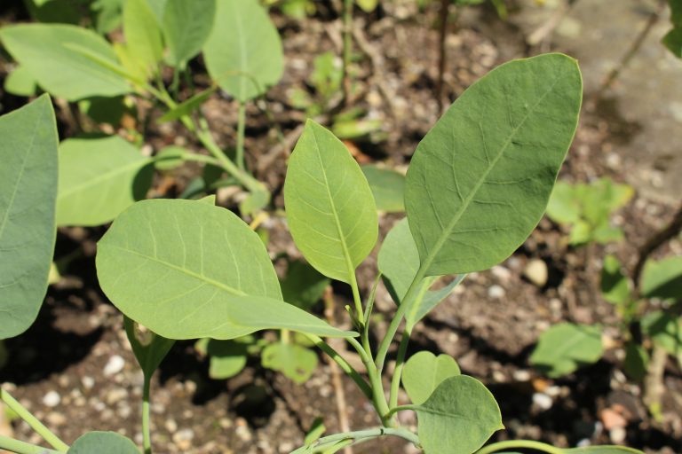Falsa couve: família confunde planta com fumo em Minas Gerais