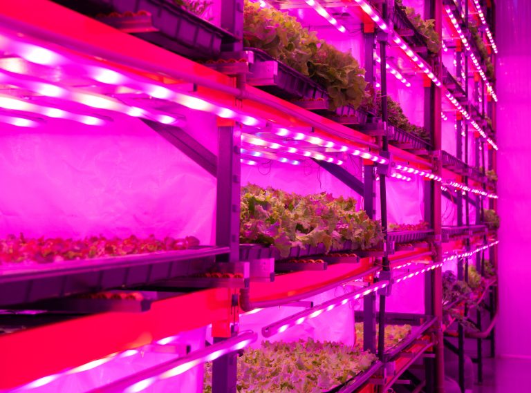 Fazenda vertical impulsiona agricultura urbana