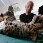 Feito inédito: a inseminação que pode salvar raro felino da