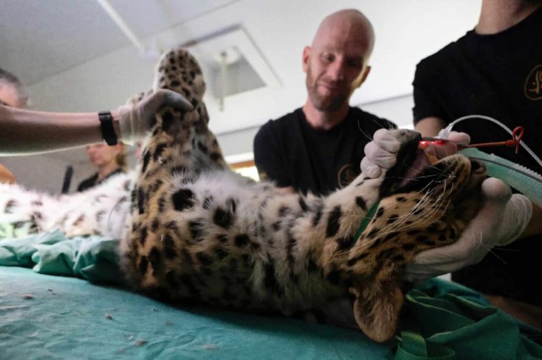 Feito inédito: a inseminação que pode salvar raro felino da