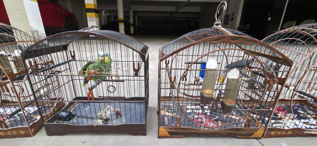 Força-tarefa apreende 50 aves silvestres em SLCentral de Noticias Brasil