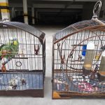 Força-tarefa apreende 50 aves silvestres em SLCentral de Noticias Brasil