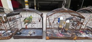 Força-tarefa apreende 50 aves silvestres em SLCentral de Noticias Brasil