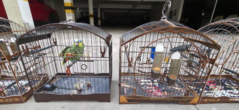 Força-tarefa apreende 50 aves silvestres em SLCentral de Noticias Brasil