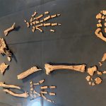 Fóssil pré-histórico mostra elo entre humanos e chimpanzés