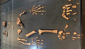 Fóssil pré-histórico mostra elo entre humanos e chimpanzés