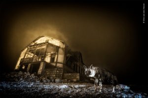 Hiena rara clicada em cidade fantasma vence concurso mundial de