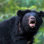 Japão registra número recorde de mortes por ataques de ursos
