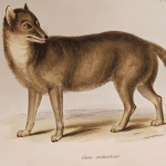 “Lobo” das Ilhas Malvinas era raposa domesticada na América do