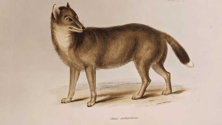 “Lobo” das Ilhas Malvinas era raposa domesticada na América do