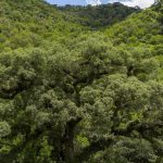 Mata Atlântica perde 2,4 milhões de hectares em 40 anos
