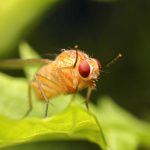 Moscas geneticamente modificadas “aprendem” novo ritual de namoro