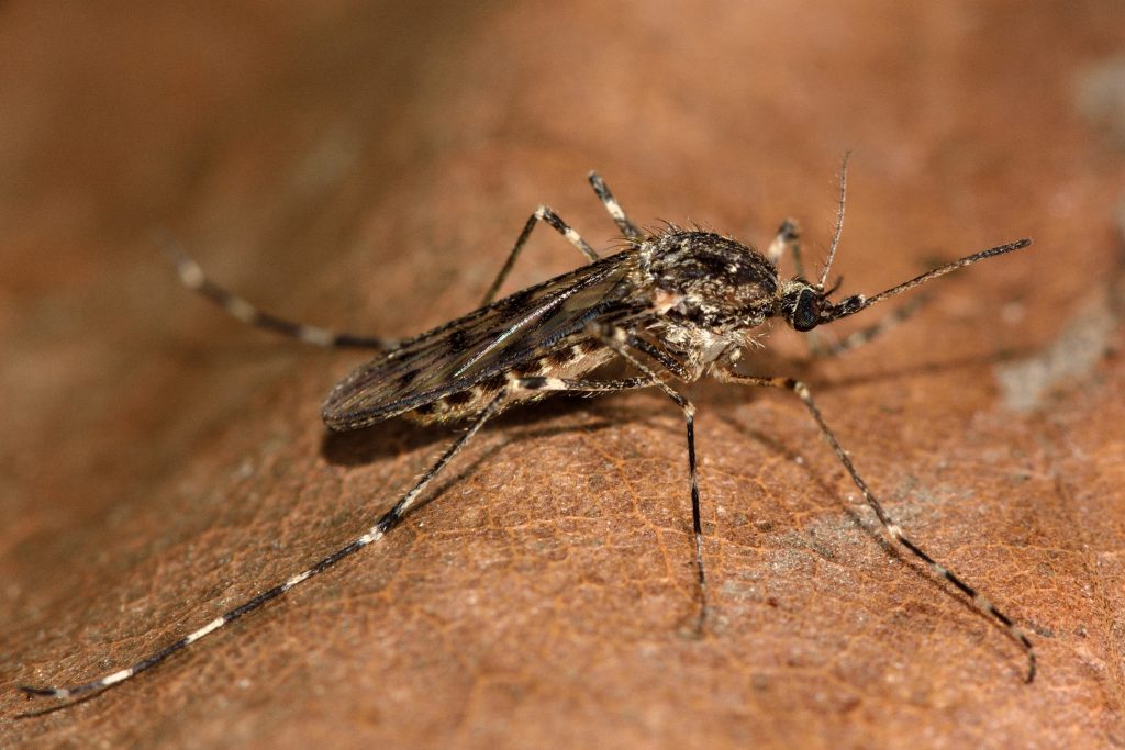 Mosquitos chegaram à Islândia. E isso preocupa