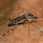 Mosquitos chegaram à Islândia. E isso preocupa