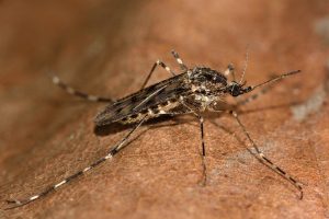 Mosquitos chegaram à Islândia. E isso preocupa