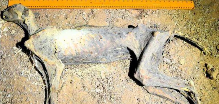 Múmia de grande felino perfeitamente preservado é descoberta
