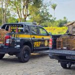 No Maranhão, operação da PRF combate crimes ambientais em dez