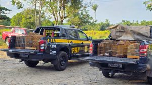 No Maranhão, operação da PRF combate crimes ambientais em dez