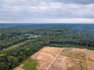 Nova IA pode ajudar a combater desmatamento na Amazônia