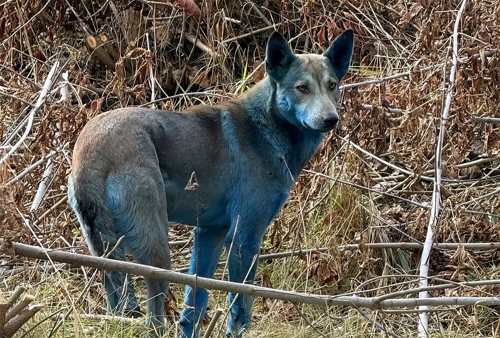 Nova mutação? Cachorros com pelagem azul são vistos em Chernobyl