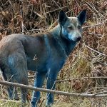 Nova mutação? Cachorros com pelagem azul são vistos em Chernobyl