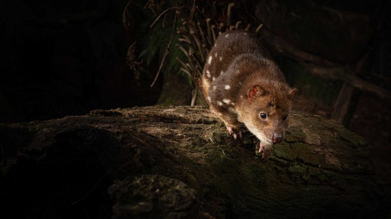 O “primo” do Diabo-da-Tâsmania brilha no escuro e também vive