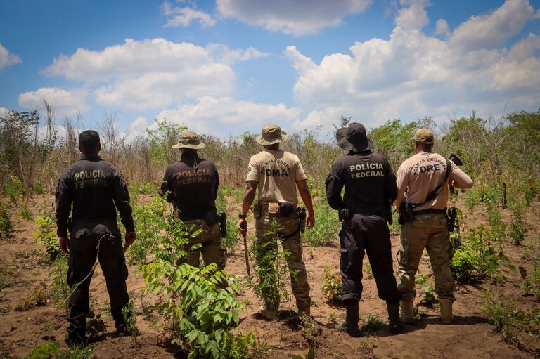 Operação Carcará VIII: PF elimina plantações de maconha e queima