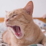 Os animais também bocejam? Entenda o comportamento