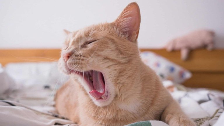 Os animais também bocejam? Entenda o comportamento