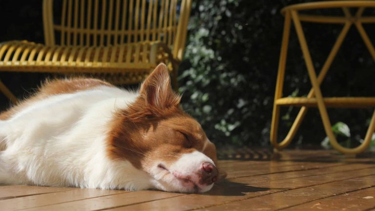 Os animais também sonham? Veja o que a ciência já