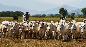 Os municípios que estão na liderança da pecuária nacional