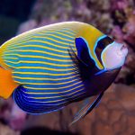 Os peixes sentem sede? A ciência explica como eles bebem
