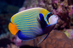 Os peixes sentem sede? A ciência explica como eles bebem