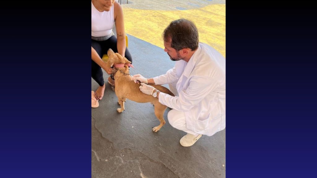 Outubro Rosa Pet conta com vacinação, feira de adoção e