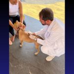 Outubro Rosa Pet conta com vacinação, feira de adoção e